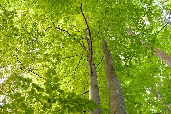 Mohutné Listnaté Buky Kmeny Stromů Zelené Listy Rostliny Temný Les — Stock fotografie