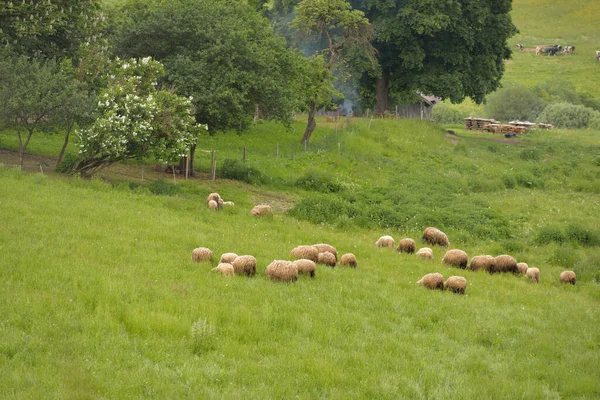 Schilderachtig Panoramisch Landschap Van Groene Heuvels Weiden Landbouwvelden Schapen Grazen — Stockfoto