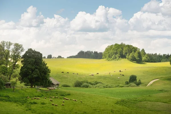 Malerische Panoramalandschaft Der Grünen Hügel Und Wiesen Landwirtschaftliche Felder Schafe — Stockfoto