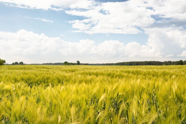 Collines Verdoyantes Champ Agricole Labouré Forêt Scène Rurale Estivale Idyllique — Photo