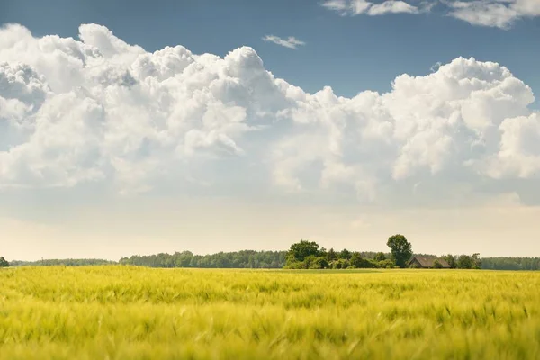 Tarlaya Sürülmüş Tarla Ormanın Yeşil Tepeleri Idyllic Yaz Kırsal Manzarası — Stok fotoğraf