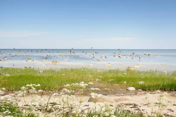 在晴朗阳光明媚的夏日 从波罗的海海岸俯瞰全景 岩石特写 环境保护 探索概念 — 图库照片
