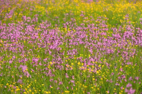 Blooming pink flowers (Silene flos-cuculi or ragged-robin) on a green agricultural field. Natural floral pattern, texture. Decorative plants, wildflowers, gardening, farm, honey production themes