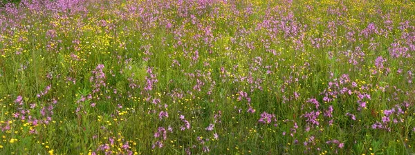 Yeşil bir tarla üzerinde çiçek açan pembe çiçekler (Silene flos-cuculi veya rag-robin). Doğal çiçek deseni, doku. Dekoratif bitkiler, kır çiçekleri, bahçıvanlık, çiftlik, bal üretim temaları