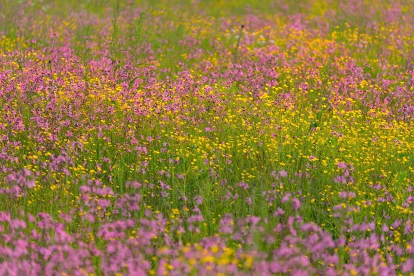 Fioritura Fiori Rosa Silene Flos Cuculi Straccio Pettirosso Campo Agricolo — Foto Stock