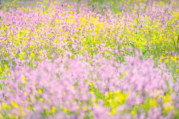 Цветущие Розовые Цветы Silene Flos Cuculi Рваные Малиновки Зеленом Сельскохозяйственном — стоковое фото