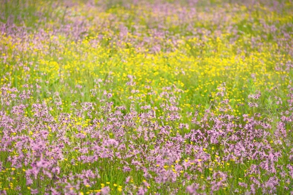 Ανθισμένα Ροζ Λουλούδια Silene Flos Cuculi Ragged Robin Ένα Πράσινο — Φωτογραφία Αρχείου