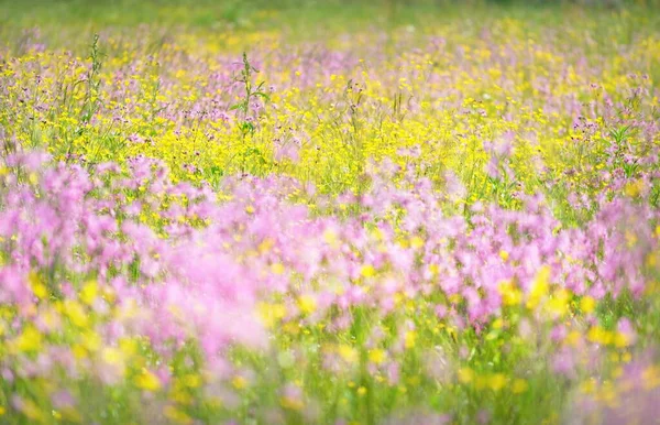Fioritura Fiori Rosa Silene Flos Cuculi Straccio Pettirosso Campo Agricolo — Foto Stock