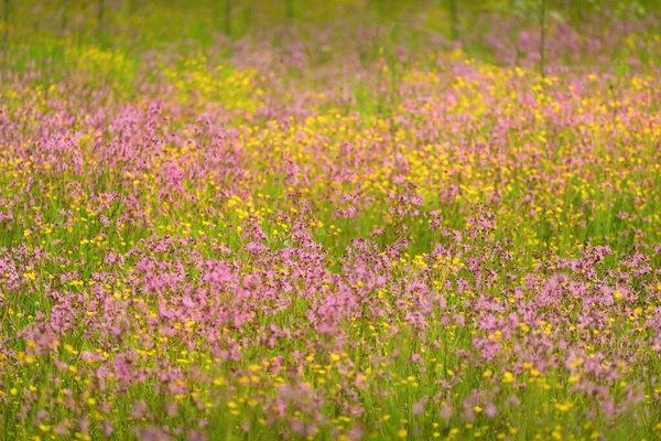 Yeşil bir tarla üzerinde çiçek açan pembe çiçekler (Silene flos-cuculi veya rag-robin). Doğal çiçek deseni, doku. Dekoratif bitkiler, kır çiçekleri, bahçıvanlık, çiftlik, bal üretim temaları