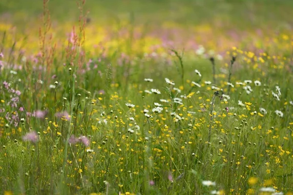 Kwitnące Różowe Kwiaty Silene Flos Cuculi Lub Ragged Robin Zielonym — Zdjęcie stockowe