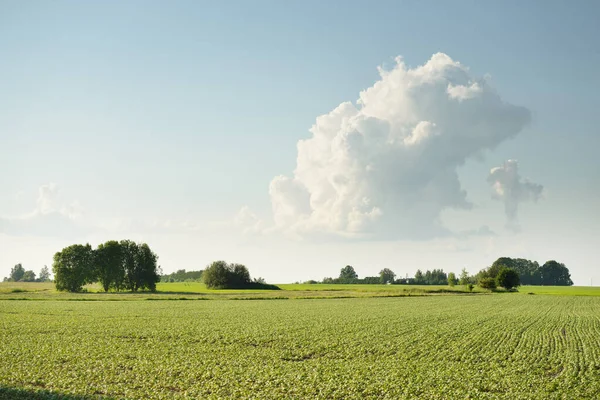 Tarlaya Sürülmüş Tarla Ormanın Yeşil Tepeleri Idyllic Yaz Kırsal Manzarası — Stok fotoğraf