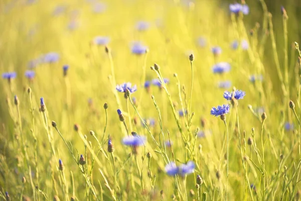 Blommande Blå Centaurea Blommor Ett Grönt Land Jordbruksfält Närbild Natur — Stockfoto