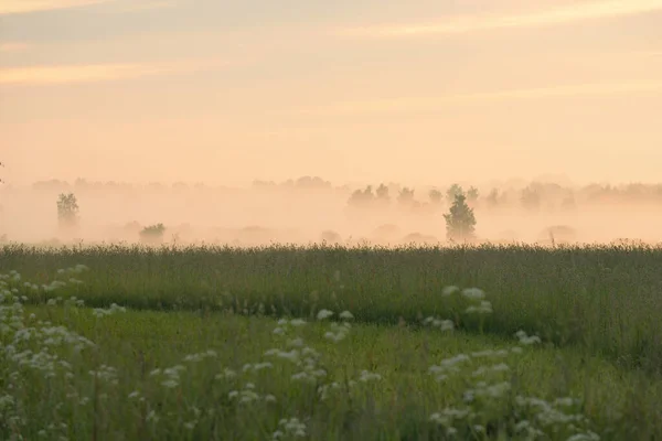 Green Country Field Forest Meadow Lawn Fog Sunrise Soft Sunlight — Stock Photo, Image