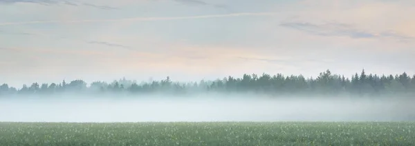 Зеленое Поле Лесной Луг Лужайка Тумане Восходе Солнца Мягкий Солнечный — стоковое фото