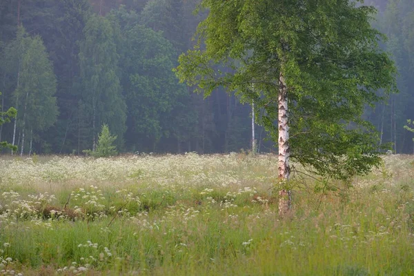 Břízkový Les Mlze Úsvitu Idylická Letní Venkovská Scéna Příroda Ochrana — Stock fotografie