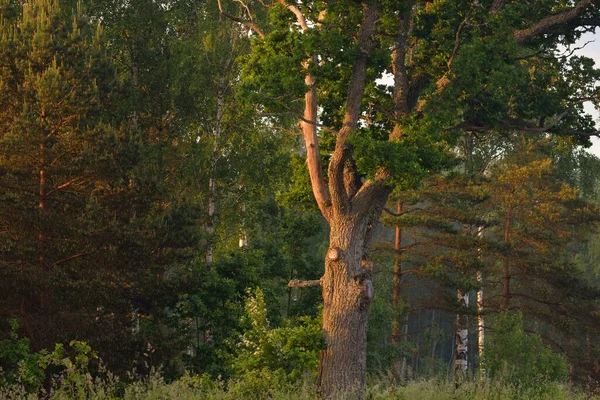 Közelkép Hatalmas Lombhullató Tölgyfa Zöld Erdőben Nyilvános Park Légköri Nyári — Stock Fotó