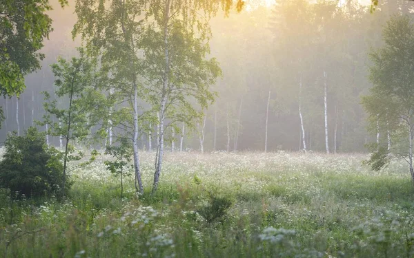Nyírfa Erdő Ködben Napkeltekor Idilli Nyári Vidéki Élet Természet Környezetvédelem — Stock Fotó