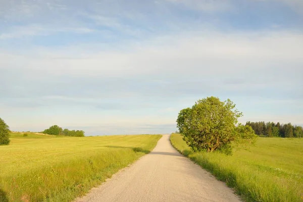 Gün doğarken yeşil tarlalardan ve ormandan arabayla geçmek. Idyllic kırsal alanı, konsept manzarası. Doğa, uzak yerler, lojistik, yaz tatili, yol gezisi, eko-turizm, özgürlük