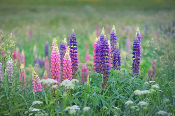 Çiçek açan mavi, pembe, mor lupin çiçekleri (Lupinus) yakın plan, yeşil yaz tarlası. Panoramik manzara. Doğa, bitkiler, botanik, bahçecilik, halk tıbbı, organik gübre. Doğal çiçek arkaplanı