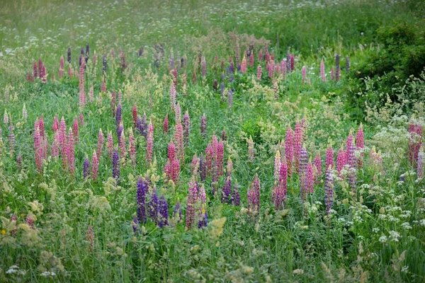 Fioritura Blu Rosa Viola Fiori Lupino Lupinus Primo Piano Campo — Foto Stock