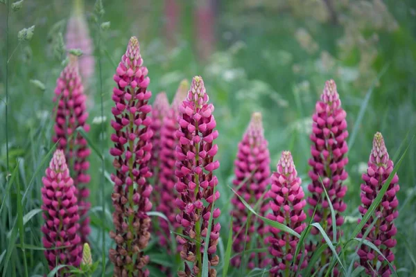 Çiçek açan mavi, pembe, mor lupin çiçekleri (Lupinus) yakın plan, yeşil yaz tarlası. Panoramik manzara. Doğa, bitkiler, botanik, bahçecilik, halk tıbbı, organik gübre. Doğal çiçek arkaplanı