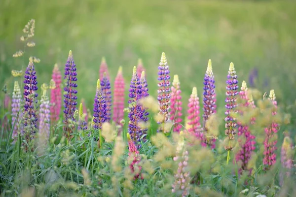 Çiçek açan mavi, pembe, mor lupin çiçekleri (Lupinus) yakın plan, yeşil yaz tarlası. Panoramik manzara. Doğa, bitkiler, botanik, bahçecilik, halk tıbbı, organik gübre. Doğal çiçek arkaplanı