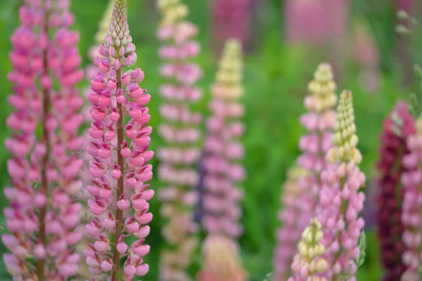 Çiçek açan mavi, pembe, mor lupin çiçekleri (Lupinus) yakın plan, yeşil yaz tarlası. Panoramik manzara. Doğa, bitkiler, botanik, bahçecilik, halk tıbbı, organik gübre. Doğal çiçek arkaplanı