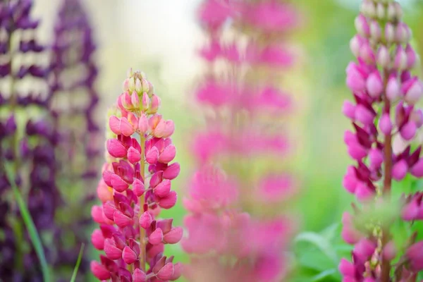 Çiçek açan mavi, pembe, mor lupin çiçekleri (Lupinus) yakın plan, yeşil yaz tarlası. Panoramik manzara. Doğa, bitkiler, botanik, bahçecilik, halk tıbbı, organik gübre. Doğal çiçek arkaplanı