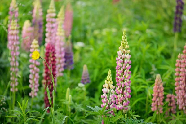 Çiçek açan mavi, pembe, mor lupin çiçekleri (Lupinus) yakın plan, yeşil yaz tarlası. Panoramik manzara. Doğa, bitkiler, botanik, bahçecilik, halk tıbbı, organik gübre. Doğal çiçek arkaplanı