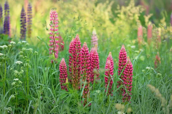 Çiçek açan mavi, pembe, mor lupin çiçekleri (Lupinus) yakın plan, yeşil yaz tarlası. Panoramik manzara. Doğa, bitkiler, botanik, bahçecilik, halk tıbbı, organik gübre. Doğal çiçek arkaplanı