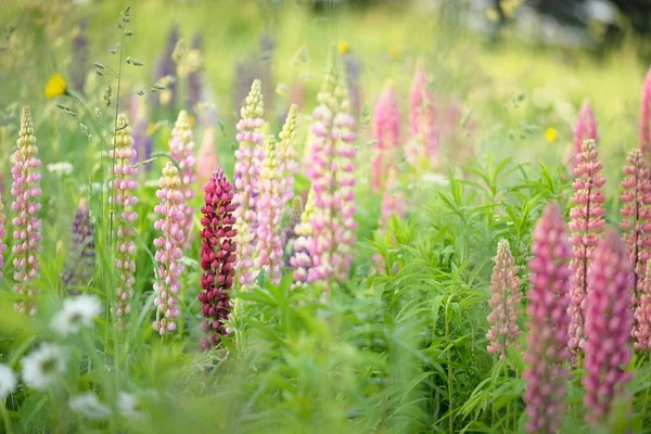 Çiçek açan mavi, pembe, mor lupin çiçekleri (Lupinus) yakın plan, yeşil yaz tarlası. Panoramik manzara. Doğa, bitkiler, botanik, bahçecilik, halk tıbbı, organik gübre. Doğal çiçek arkaplanı