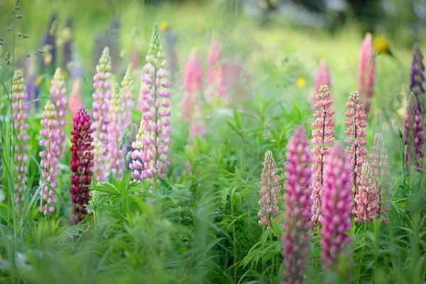 Çiçek açan mavi, pembe, mor lupin çiçekleri (Lupinus) yakın plan, yeşil yaz tarlası. Panoramik manzara. Doğa, bitkiler, botanik, bahçecilik, halk tıbbı, organik gübre. Doğal çiçek arkaplanı