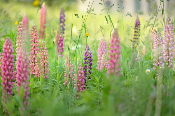 ピンク 紫の総状花序 Lupinus を伸ばし緑色の夏の畑を咲かせます パノラマの風景 民俗医学 有機肥料 自然な花の背景 — ストック写真