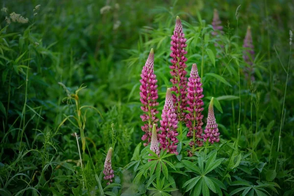 Çiçek açan mavi, pembe, mor lupin çiçekleri (Lupinus) yakın plan, yeşil yaz tarlası. Panoramik manzara. Doğa, bitkiler, botanik, bahçecilik, halk tıbbı, organik gübre. Doğal çiçek arkaplanı