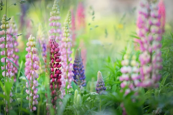 Çiçek açan mavi, pembe, mor lupin çiçekleri (Lupinus) yakın plan, yeşil yaz tarlası. Panoramik manzara. Doğa, bitkiler, botanik, bahçecilik, halk tıbbı, organik gübre. Doğal çiçek arkaplanı