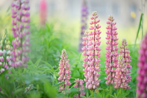 Çiçek açan mavi, pembe, mor lupin çiçekleri (Lupinus) yakın plan, yeşil yaz tarlası. Panoramik manzara. Doğa, bitkiler, botanik, bahçecilik, halk tıbbı, organik gübre. Doğal çiçek arkaplanı