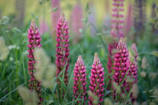Çiçek açan mavi, pembe, mor lupin çiçekleri (Lupinus) yakın plan, yeşil yaz tarlası. Panoramik manzara. Doğa, bitkiler, botanik, bahçecilik, halk tıbbı, organik gübre. Doğal çiçek arkaplanı