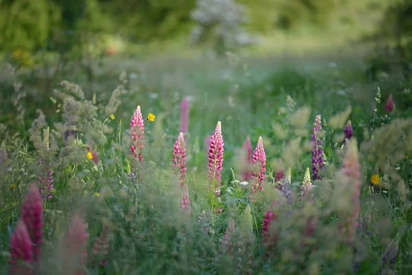 Çiçek açan mavi, pembe, mor lupin çiçekleri (Lupinus) yakın plan, yeşil yaz tarlası. Panoramik manzara. Doğa, bitkiler, botanik, bahçecilik, halk tıbbı, organik gübre. Doğal çiçek arkaplanı