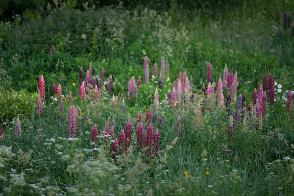 Çiçek açan mavi, pembe, mor lupin çiçekleri (Lupinus) yakın plan, yeşil yaz tarlası. Panoramik manzara. Doğa, bitkiler, botanik, bahçecilik, halk tıbbı, organik gübre. Doğal çiçek arkaplanı