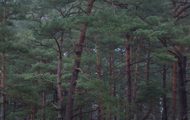 Karanlık mistik kuzey ormanlarının tepelerinden geçen yol. Siste güçlü çam ağaçları. Yosun, bitkiler. Atmosferik manzara. Fantezi, masal, sessizlik. Doğa, çevre koruma