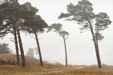 Karanlık mistik kuzey ormanlarının tepeleri. Siste güçlü çam ağaçları. Yosun, bitkiler. Bulutlu bir gün. Atmosferik manzara. Doğa, çevre koruma. Panoramik görünüm