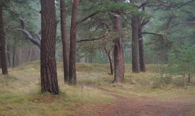 Karanlık mistik kuzey ormanlarının tepelerinden geçen yol. Siste güçlü çam ağaçları. Yosun, bitkiler. Atmosferik manzara. Fantezi, masal, sessizlik. Doğa, çevre koruma