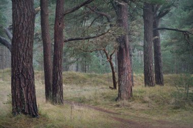 Karanlık mistik kuzey ormanlarının tepelerinden geçen yol. Siste güçlü çam ağaçları. Yosun, bitkiler. Atmosferik manzara. Fantezi, masal, sessizlik. Doğa, çevre koruma