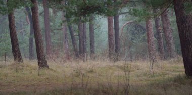 Karanlık mistik kuzey ormanlarının tepelerinden geçen yol. Siste güçlü çam ağaçları. Yosun, bitkiler. Atmosferik manzara. Fantezi, masal, sessizlik. Doğa, çevre koruma