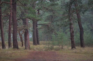 Karanlık mistik kuzey ormanlarının tepelerinden geçen yol. Siste güçlü çam ağaçları. Yosun, bitkiler. Atmosferik manzara. Fantezi, masal, sessizlik. Doğa, çevre koruma