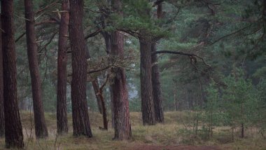 Karanlık mistik kuzey ormanlarının tepelerinden geçen yol. Siste güçlü çam ağaçları. Yosun, bitkiler. Atmosferik manzara. Fantezi, masal, sessizlik. Doğa, çevre koruma