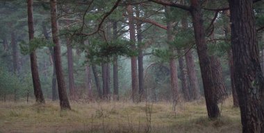 Karanlık mistik kuzey ormanlarının tepeleri. Siste güçlü çam ağaçları. Yosun, bitkiler. Bulutlu bir gün. Atmosferik manzara. Doğa, çevre koruma. Panoramik görünüm