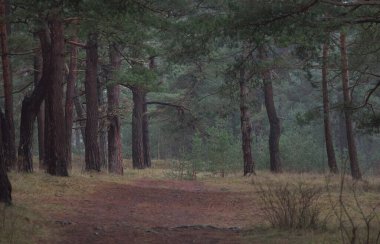 Karanlık mistik kuzey ormanlarının tepelerinden geçen yol. Siste güçlü çam ağaçları. Yosun, bitkiler. Atmosferik manzara. Fantezi, masal, sessizlik. Doğa, çevre koruma