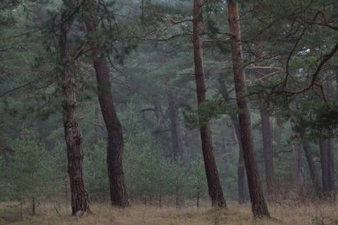 Karanlık mistik kuzey ormanlarının tepelerinden geçen yol. Siste güçlü çam ağaçları. Yosun, bitkiler. Atmosferik manzara. Fantezi, masal, sessizlik. Doğa, çevre koruma