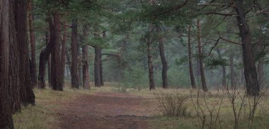 Karanlık mistik kuzey ormanlarının tepelerinden geçen yol. Siste güçlü çam ağaçları. Yosun, bitkiler. Atmosferik manzara. Fantezi, masal, sessizlik. Doğa, çevre koruma